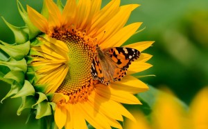 girasol-y-mariposa-sunflower-and-butterfly